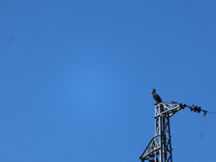 Phalacrocorax carbo