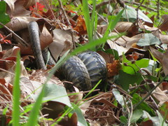Malpolon monspessulanus