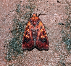 Perigea ignitincta