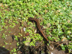 Chioglossa lusitanica