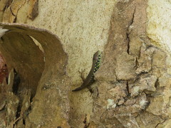 Lacerta schreiberi