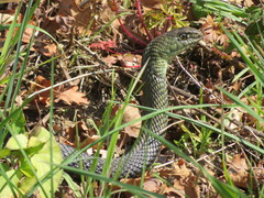 Malpolon monspessulanus