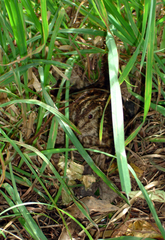 Coenocorypha pusilla
