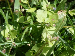 Veronica sublobata