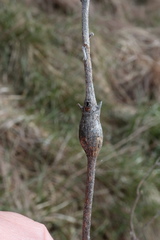 Neolasioptera eupatorii