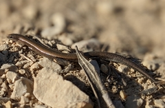 Ablepharus rueppellii