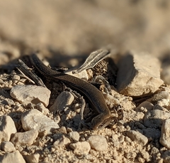 Ablepharus rueppellii