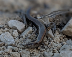 Ablepharus rueppellii
