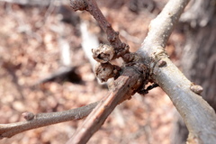 Andricus murtfeldtae