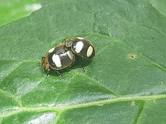 Epilachna riveti