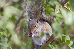 Sciurus carolinensis