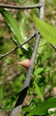 Callirhytis quercusventricosa