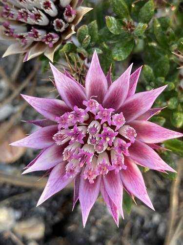 Pink Dollprotea (Macledium latifolium)