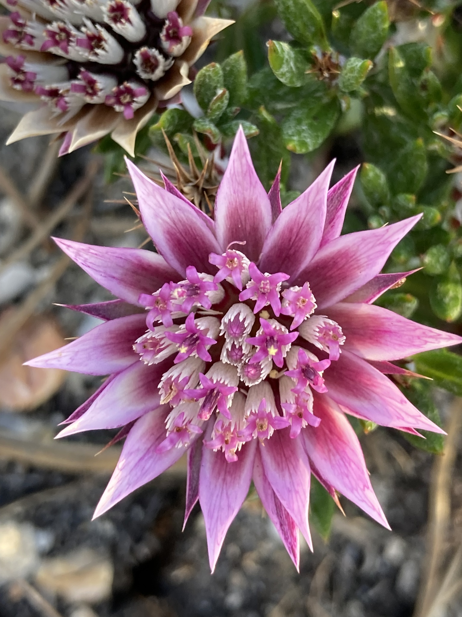 Pink Dollprotea (Macledium latifolium)