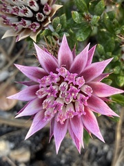 Pink Dollprotea (Macledium latifolium)