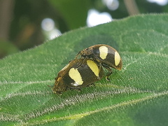 Epilachna riveti