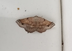 Drepanogynis mixtaria