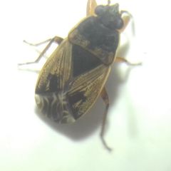 Trapezonotus dispar