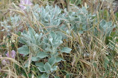 Eriogonum latifolium