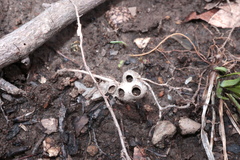 Callirhytis elliptica