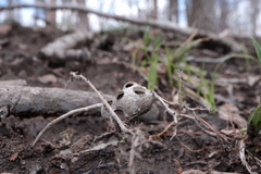 Callirhytis elliptica