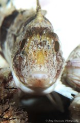 Centropogon australis