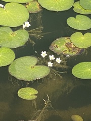 Nymphoides aquatica