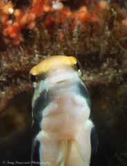 Petroscirtes fallax