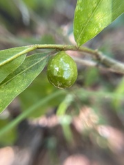 Amphibolips melanocera