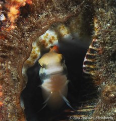 Petroscirtes fallax