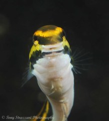Petroscirtes fallax