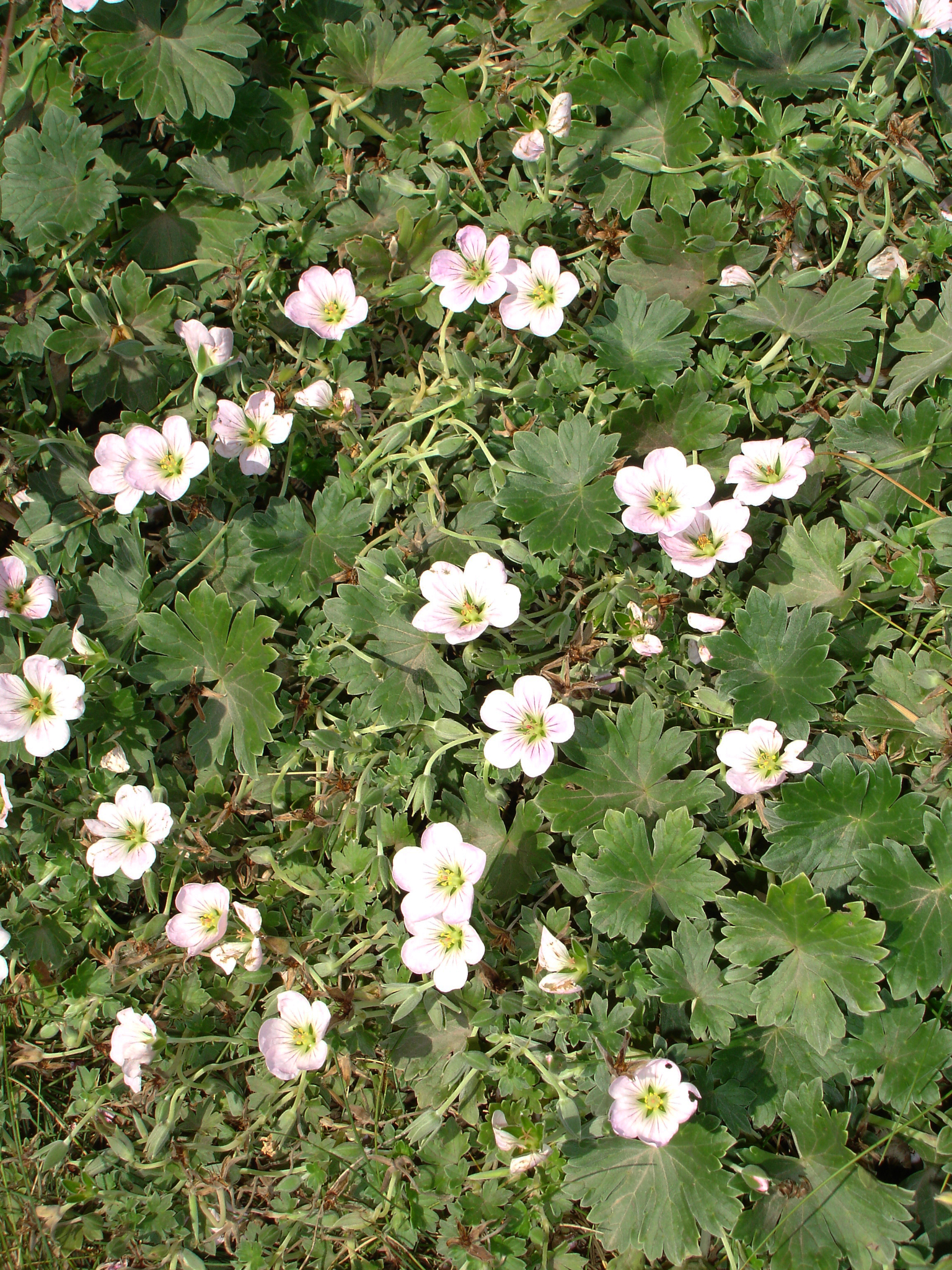 Geranium traversii