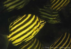East-Australian Stripey photo 5
