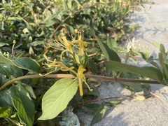 Lonicera japonica