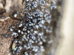 Physarum didermoides