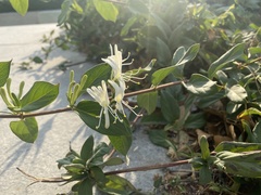 Lonicera japonica