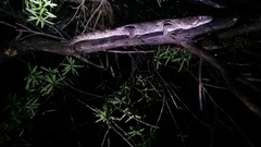 Mokopirirakau granulatus