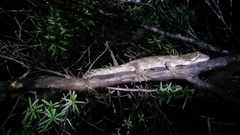 Mokopirirakau granulatus