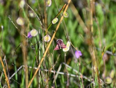 Schinia pulchripennis