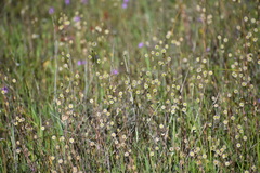 Schinia pulchripennis