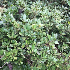 Ilex integra
