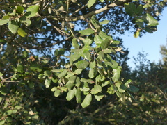 Quercus × morisii