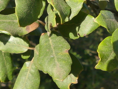 Quercus × morisii