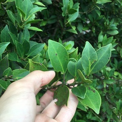 Ilex integra