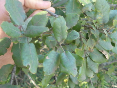 Quercus × morisii