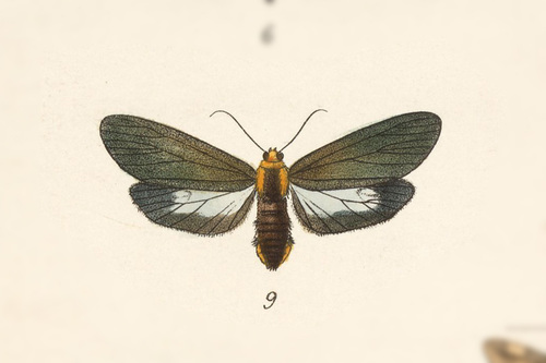 Pygoctenucha enna