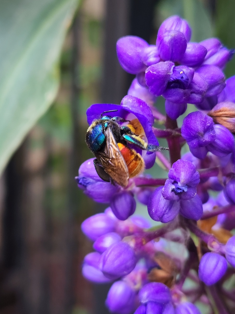Mariana Orchid Bee