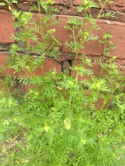 Lepidium didymum