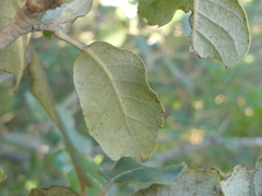 Quercus × morisii