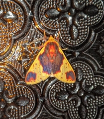 Amaxia flavicollis